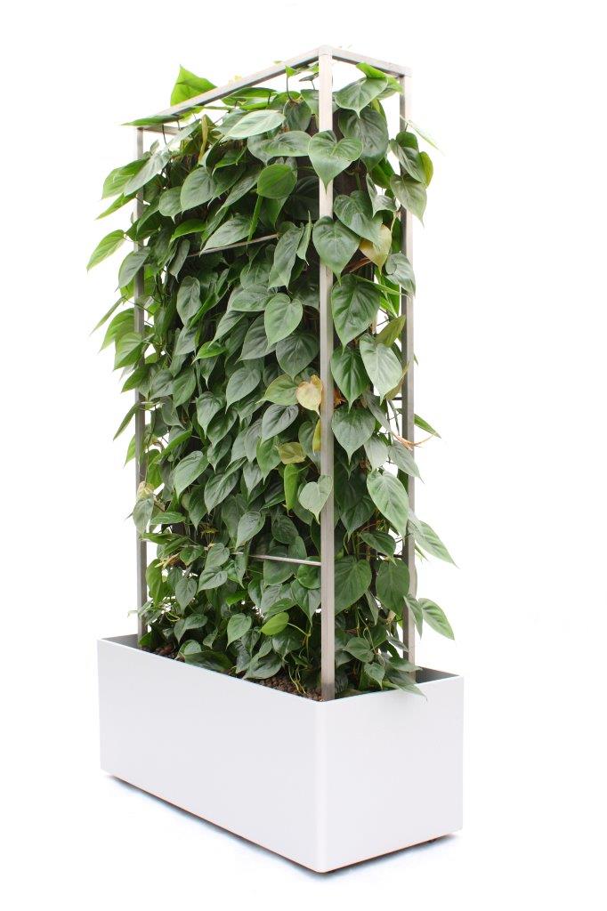 Plant ed wall Pflanzen Paravent