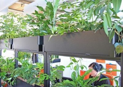Semitransparenter Sichtschutz aus Pflanzen im Büro
