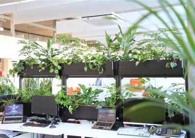 Pflanzen zur Schalldämmung für´s Büro