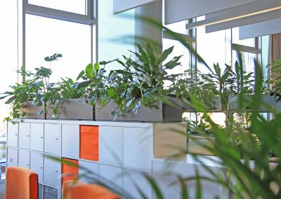 Pflanzen auf Sideboard im Büro