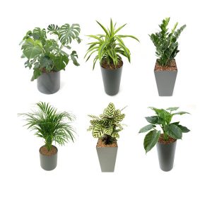 Pflanzen-Set, Büropflanzen im Komplettpaket