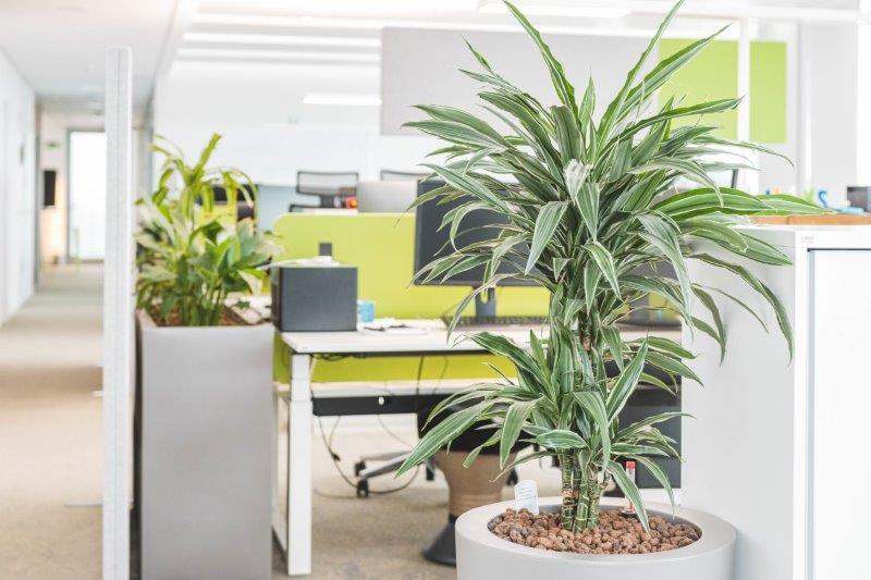 Drachenbaum Büropflanze