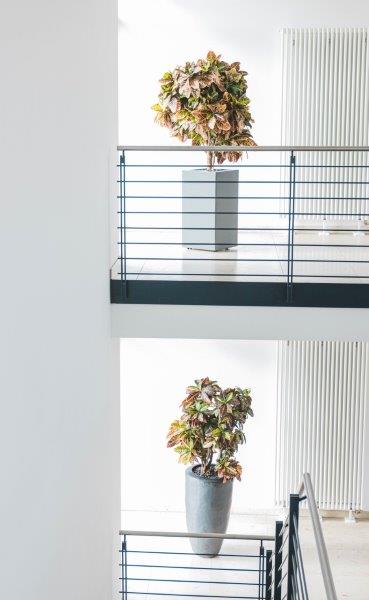 Büropflanzen für Gewerbe: Wunderstrauch (Croton)