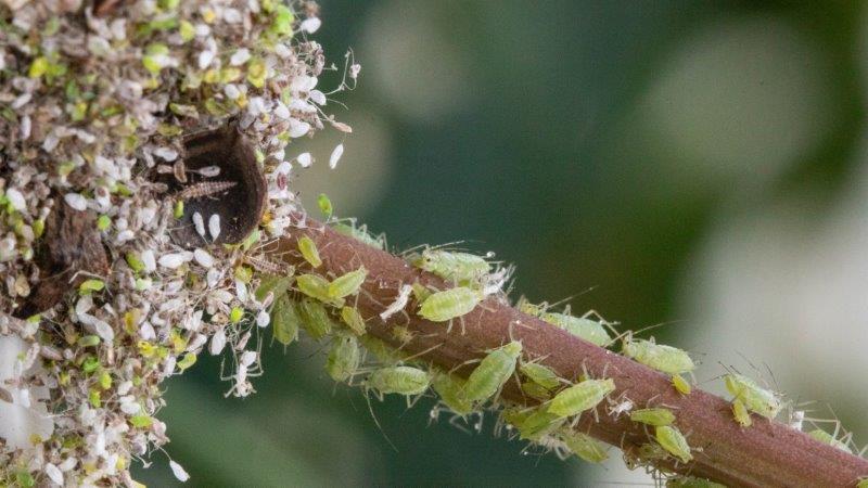 Effizienter Einsatz von Florfliegenlarven gegen Blattläuse