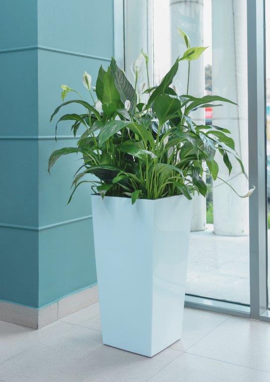 Sansevieria Bogenhanf Büropflanze