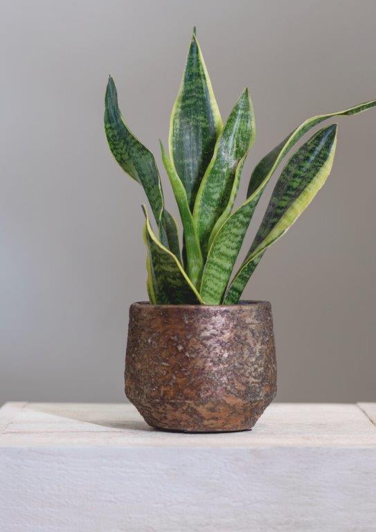 Sansevieria Bogenhanf Büropflanze