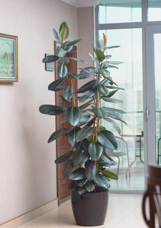 Sansevieria Bogenhanf Büropflanze