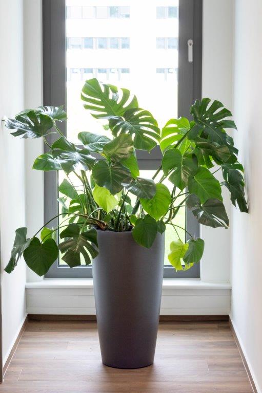 Büropflanze Monstera